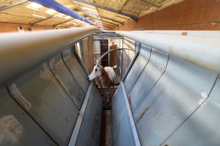 A scimitar-horned oryx is brought into a specially designed enclosure to allow the wildlife health team to carry out basic health checks. Once declared extinct, the scimitar-horned oryx has now been downlisted to endangered