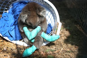 An injured koala rests in a washing basket at the Kangaroo Island wildlife park.