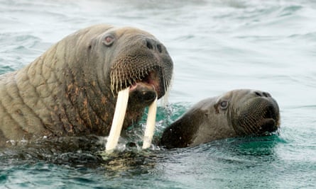 Tender and terrifying … a walrus mother and calf in Svalbard, Norway, from Blue Planet II.