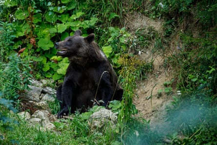 A brown bear in the Carpathian forest.