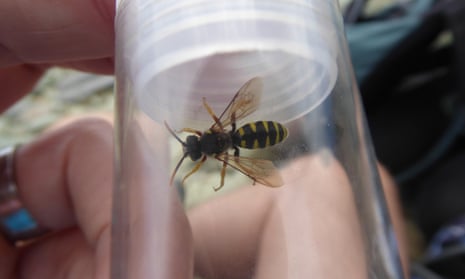 The six-banded nomad bee