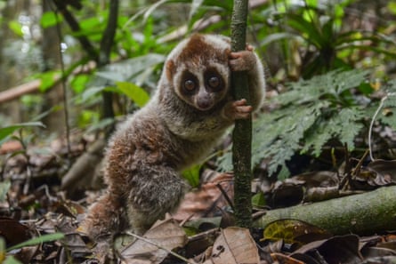 Um loris lento segura uma planta em uma floresta