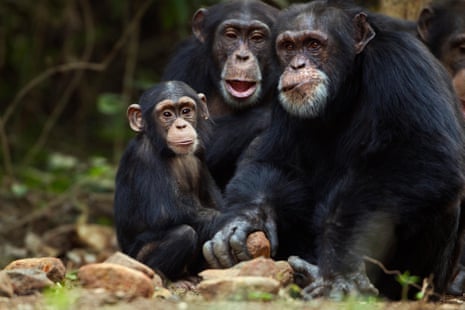 Three western chimpanzees in Guinea