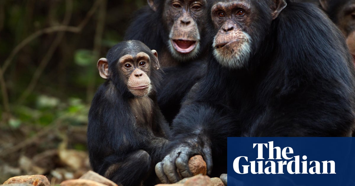 Boom in mining for renewable energy minerals threatens Africa’s great apes | Endangered species