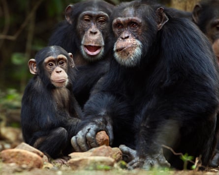 A family of chimpanzees