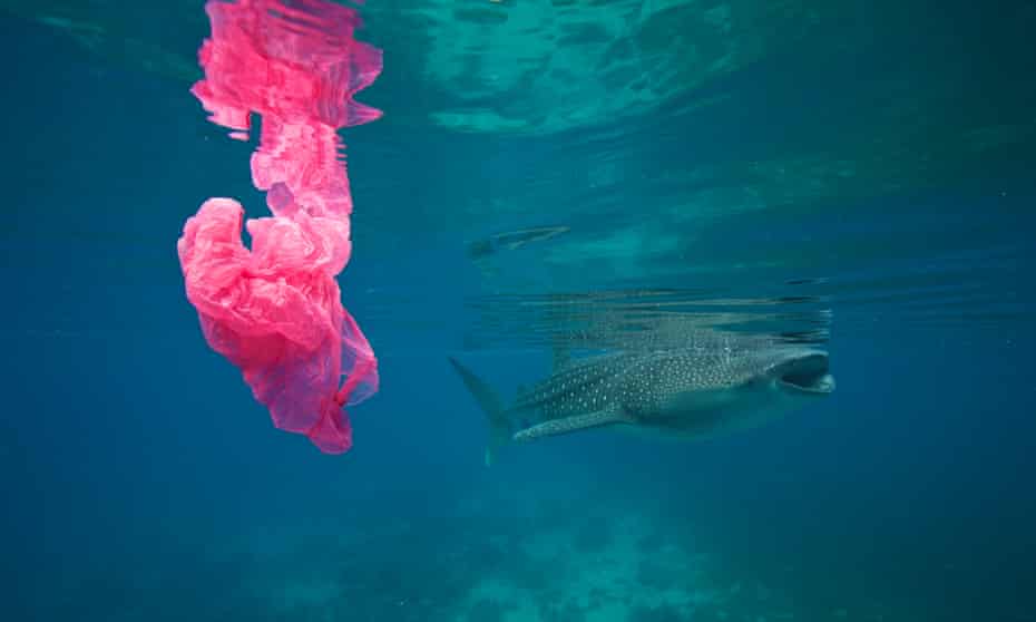 A whale shark swims past a plastic bag