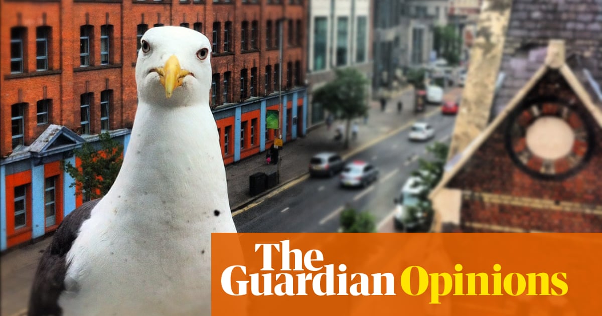 Trying to get rid of noisy, food-stealing gulls is missing the point it's humans who are the pests | Sophie Pavelle