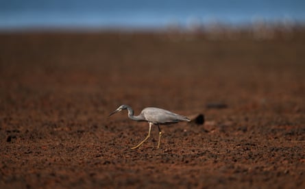 A white-faced heron searches the mudflats.