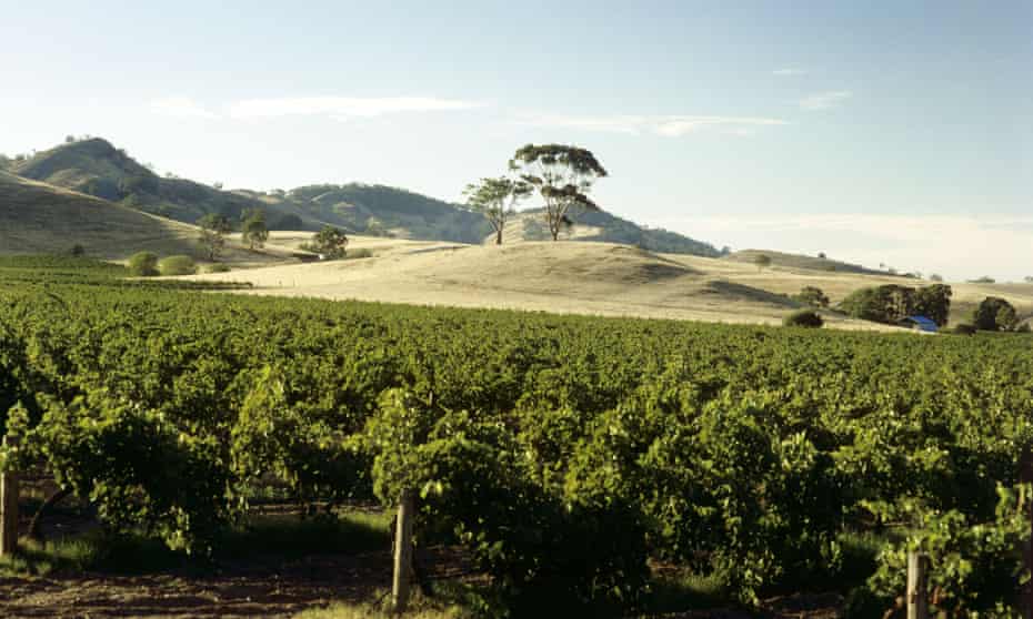 A vineyard in the Barossa Valley, South Australia