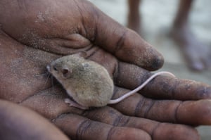 Matthew Lingiari, Ngukurr school student, holding a delicate mouse (Pseudomys delicatulus), found on the Wuyagiba biodiversity survey in July 2017