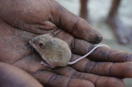 Matthew Lingiari, Ngukurr school student, holding a delicate mouse (Pseudomys delicatulus), found on the Wuyagiba biodiversity survey in July 2017