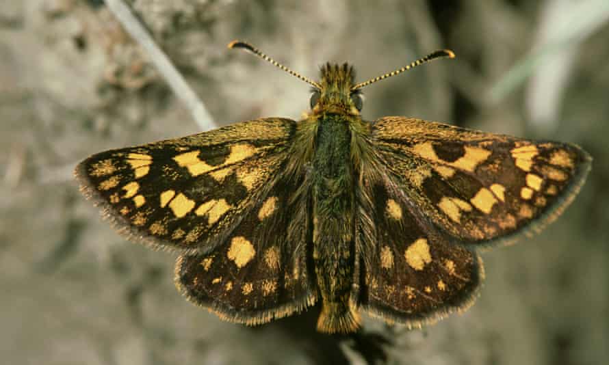 chequered skipper butterfly, carterocephalus palaemon, rare in uk