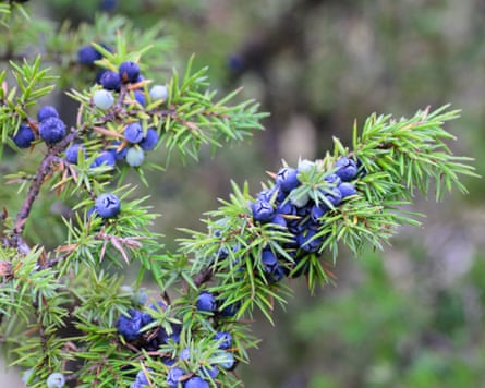 Flavour of gin and tonic could be impacted by climate change, study finds | Environment | The Guardian
