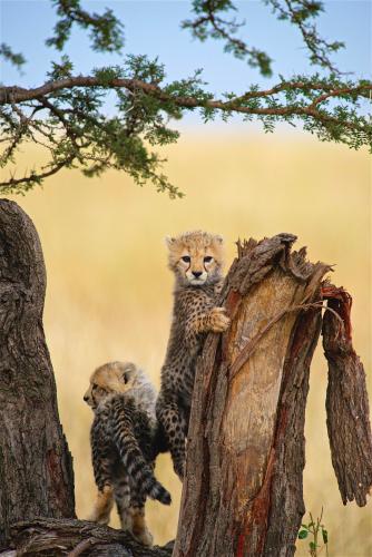 Cheetah cubs on tree trunk