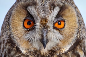 A long-eared owl in Van, Turkey