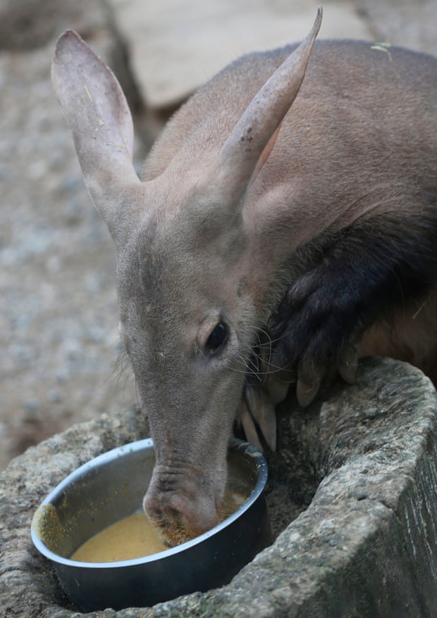 An undated handout picture shows Misha the Aadvark feeding in her enclosure at London Zoo.