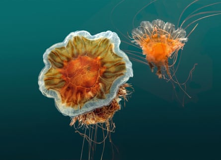 Two lion's mane jellyfish