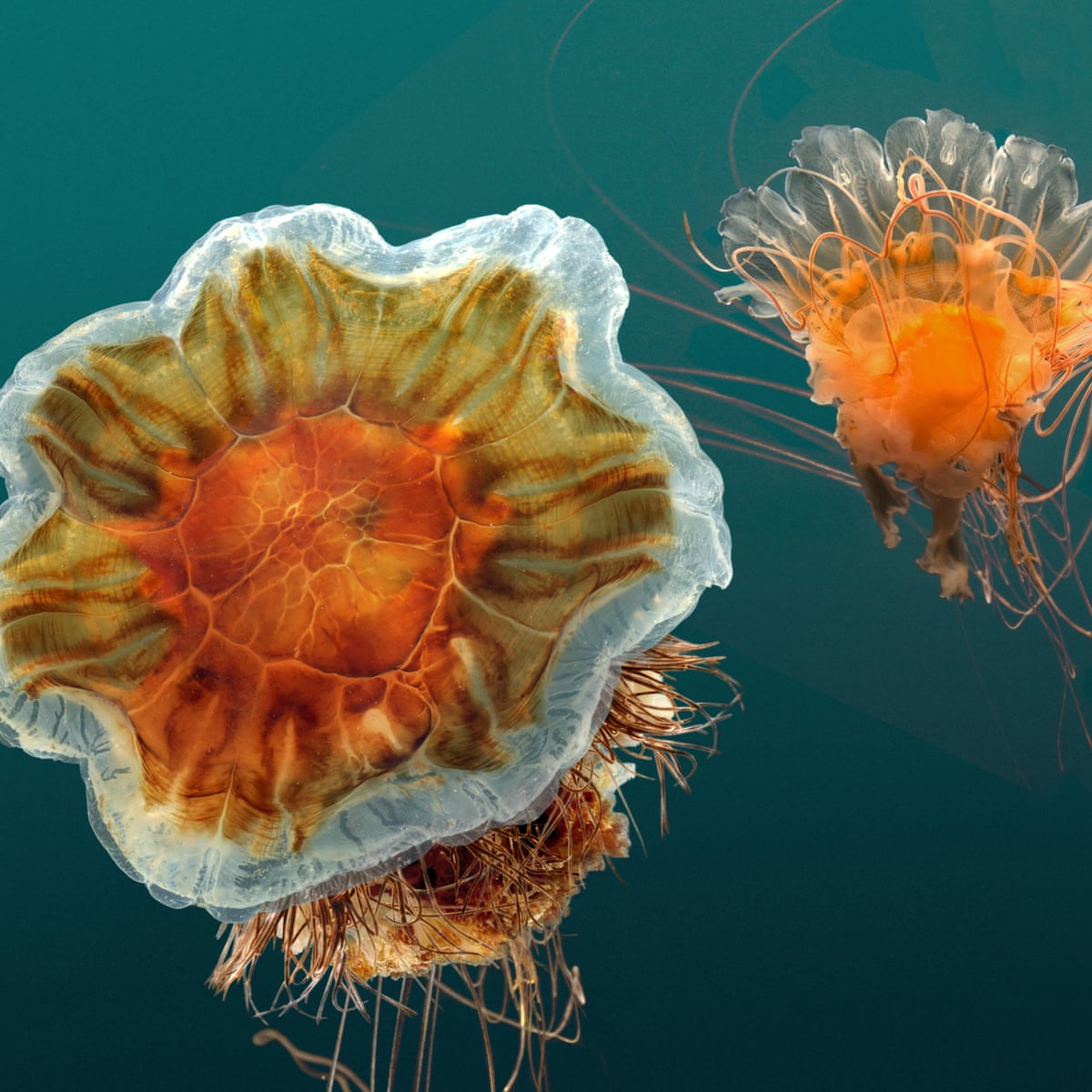 Jellyfish Bloom Reports Soar From Cornwall To The Outer Hebrides Marine Life The Guardian Jellyfish Bloom Reports Soar From Cornwall To The Outer Hebrides Marine Life The Guardian