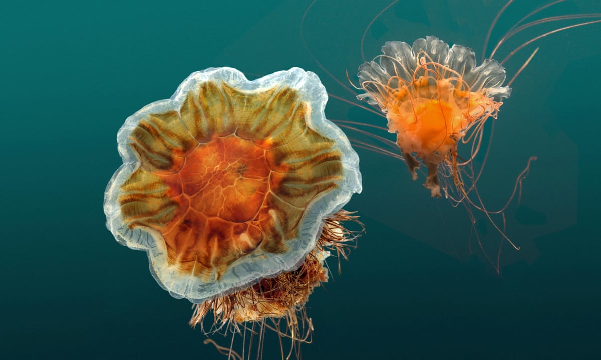 Jellyfish bloom reports soar from Cornwall to the Outer Hebrides | Marine life | The Guardian