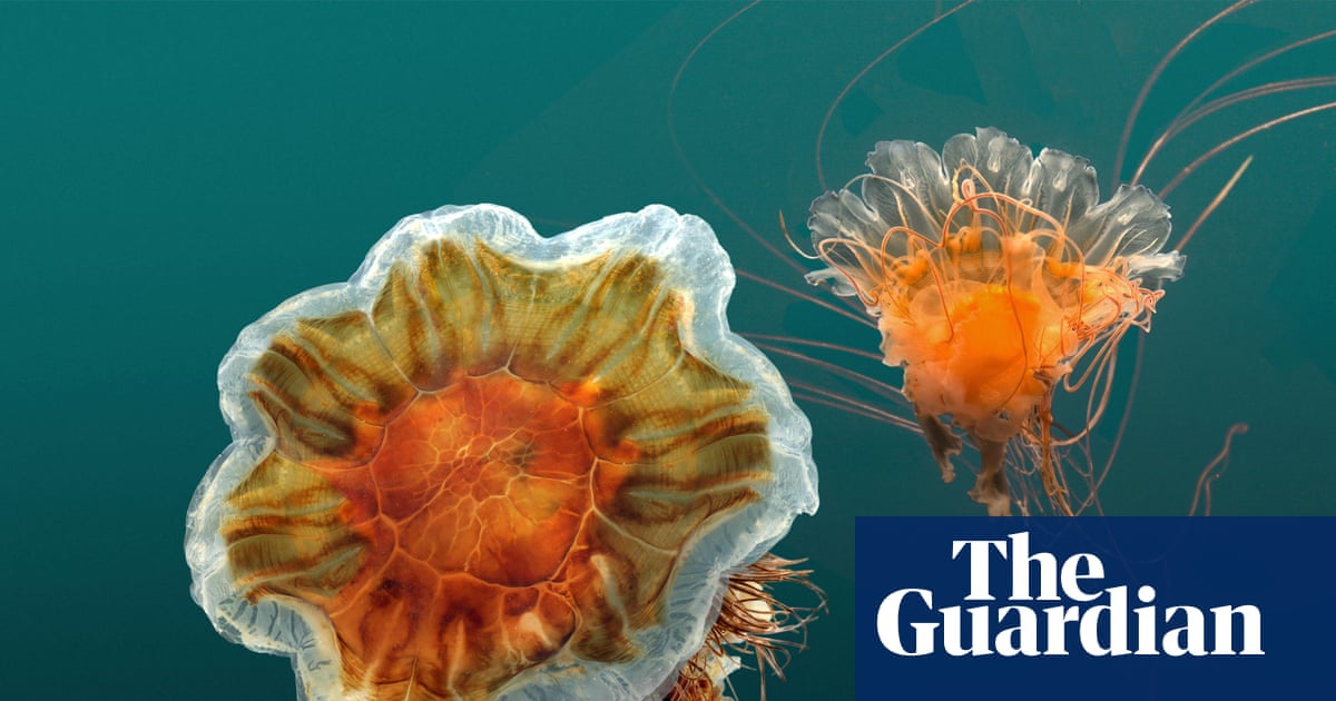 Gelatinous horde of red stinging jellyfish washes into Melbourne beaches