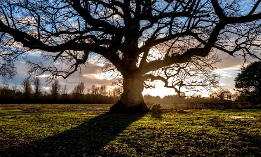 An old oak tree at Ansty