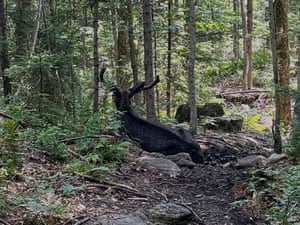 A bull moose, near Tupper Lake, NY, that has been lingering around an Adirondack mountain trail, through this summer, forcing New York wildlife officials to keep hikers away as they keep watch and wonder why the majestic animal is not moving on