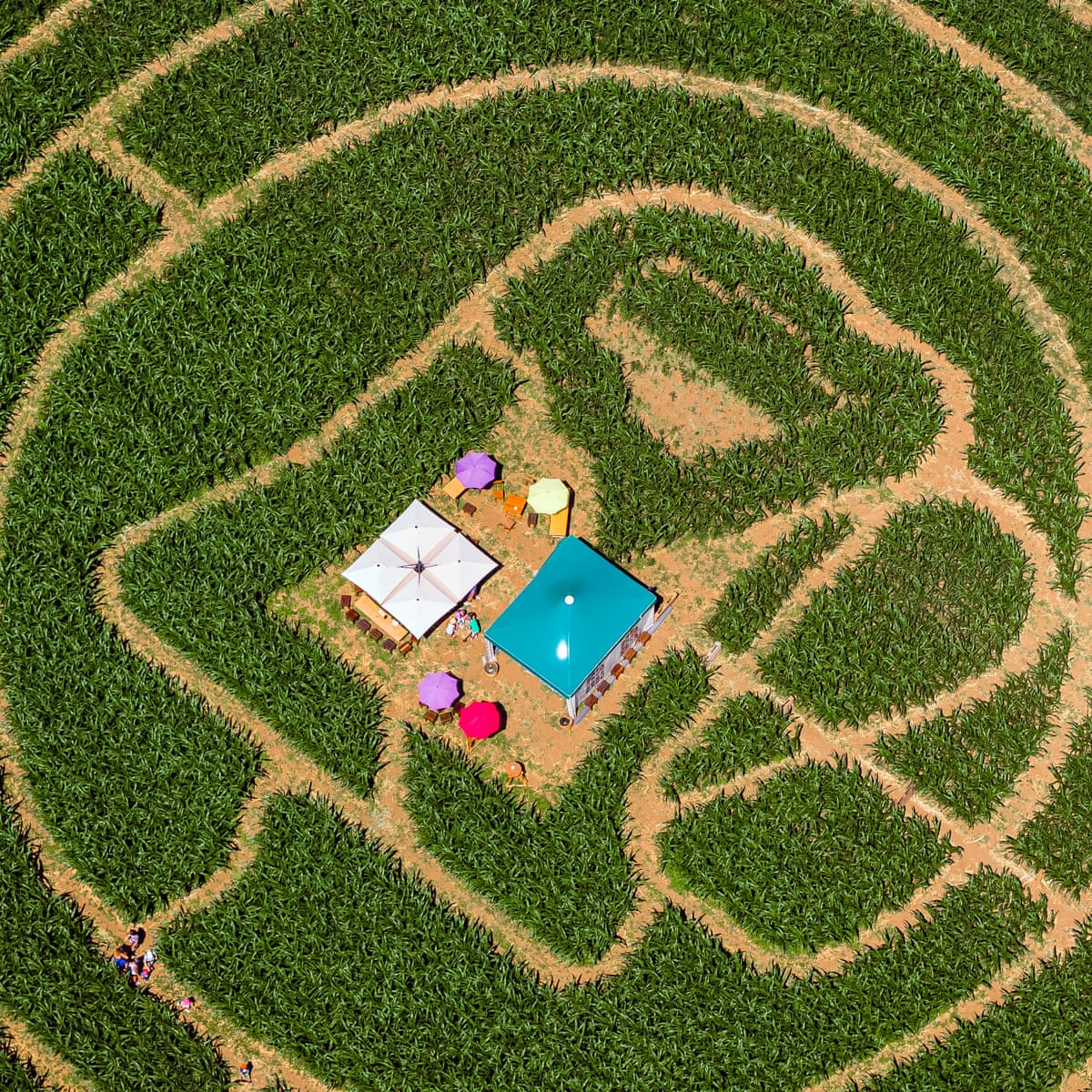Crossword roundup: what's so corny about corn? | Crosswords ...
