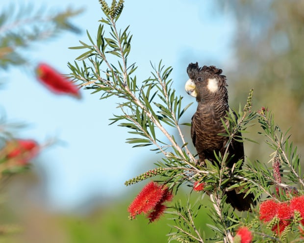 Carnaby's black cockatoo sitting on a callistemon which has bright red flowers