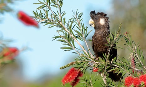 File photo of a Carnaby’s black cockatoo
