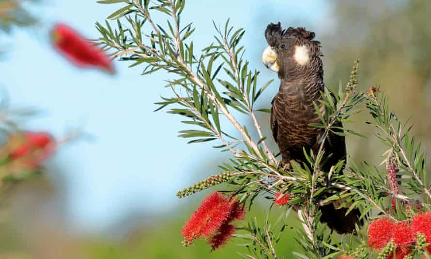 black cockatoo on a red callistemon