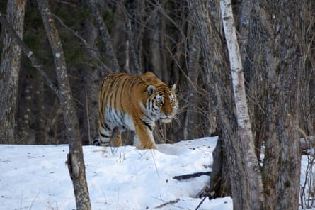 One of Kneissl’s new roles is as ambassador for the conservation of Siberian tigers
