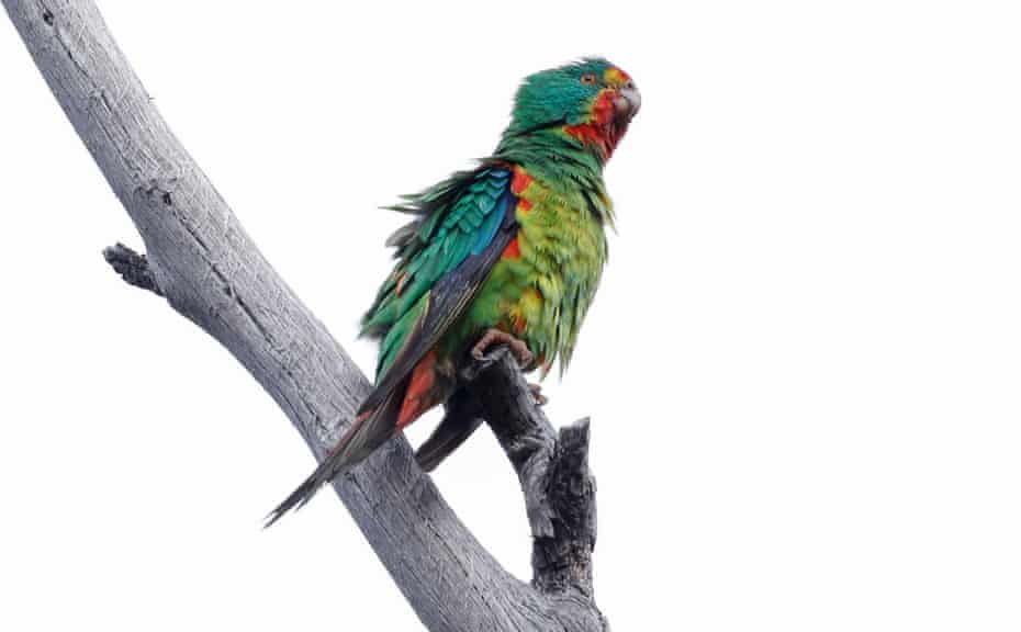 ‘Matrix of threats’: the precarious plight of Tasmania’s swift parrots | Tasmania 1 1932
