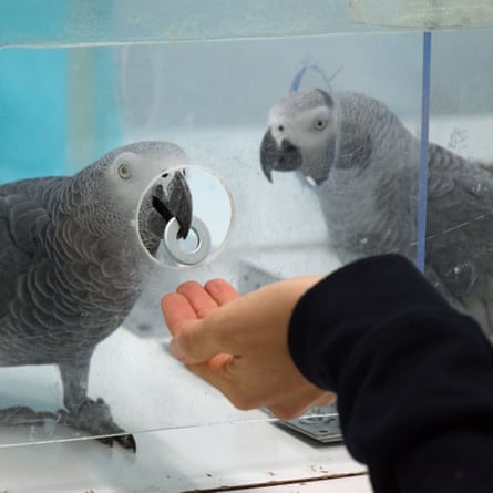 A pair of African grey parrots exchanging tokens. Researchers say that for the first time they have shown that African grey parrots are willing to help others, including strangers, in need.