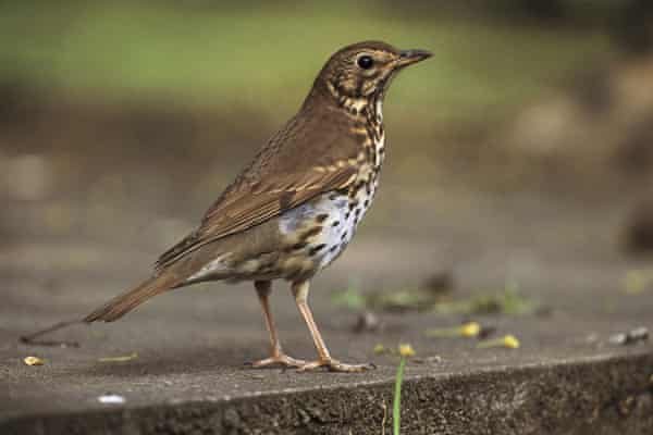 song thrush