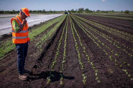 Julius Joel looks at long rows of seedlings in a field