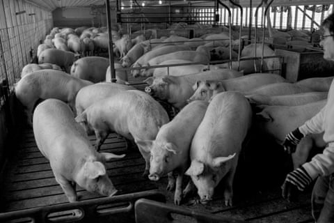 Dozens of pigs mill around a shed on a hog farm in Iowa.