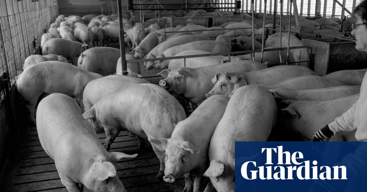 ‘Towns just turned to dust’: how factory hog farms help hollow out rural communities