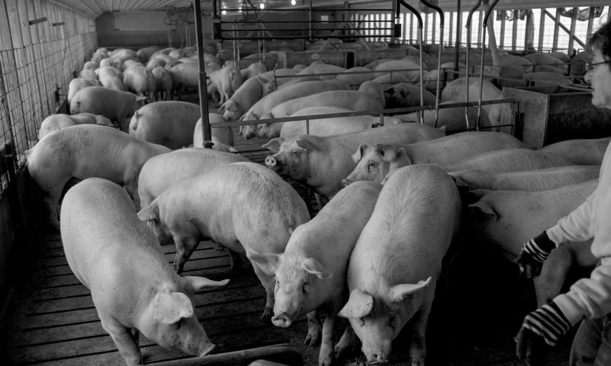 Towns just turned to dust': how factory hog farms help hollow out rural  communities | Environment | The Guardian