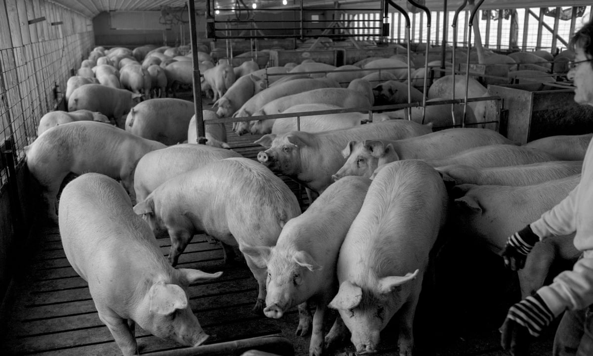 Towns just turned to dust': how factory hog farms help hollow out rural communities | Environment | The Guardian Towns just turned to dust': how factory hog farms help hollow out rural communities | Environment | The Guardian