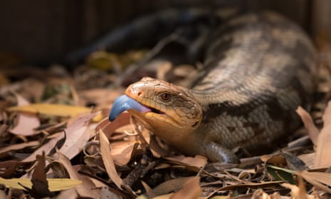 Researchers say blue-tongues seem to have evolved a serum factor that prevents their blood from clotting when exposed to red-bellied black snake venom.