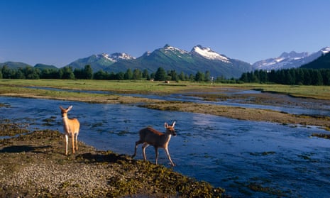 Sitka black-tail deer in the Tongass National Forest in southeast Alaska.