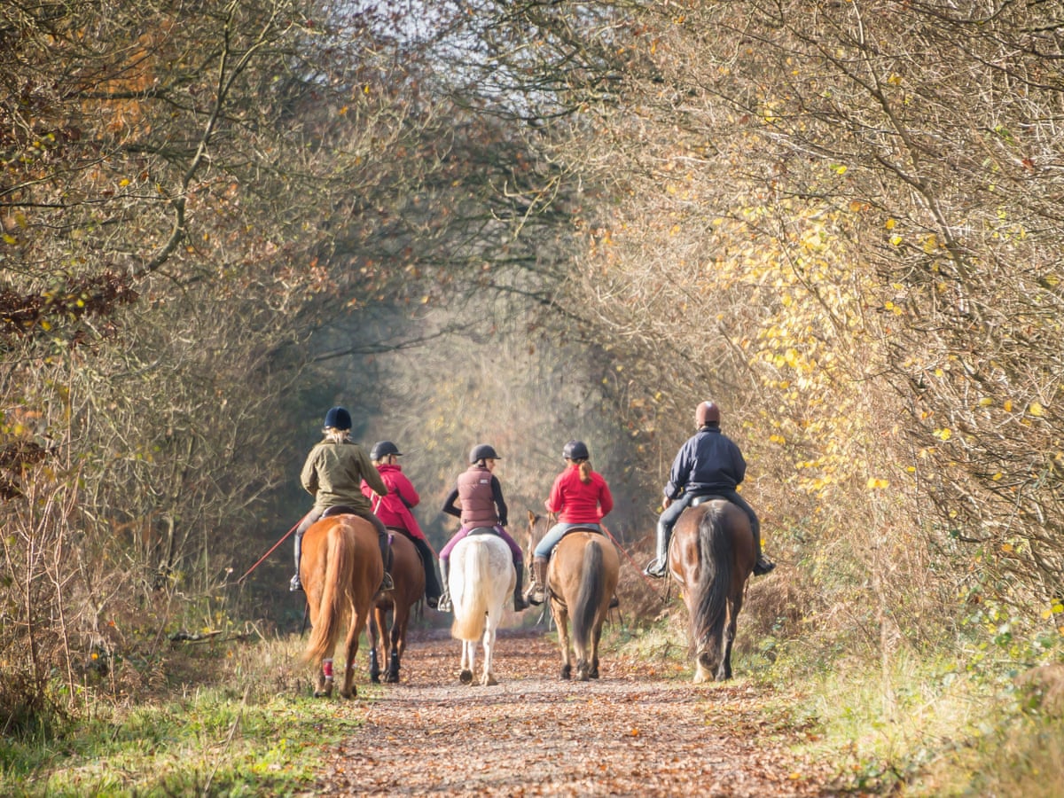 Taken for a ride: Forestry England urged to scrap paid-for horse permits | Horses | The Guardian Taken for a ride: Forestry England urged to scrap paid-for horse permits | Horses | The Guardian