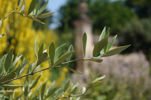 Mediterranean accent: olive growing in the botanic garden.