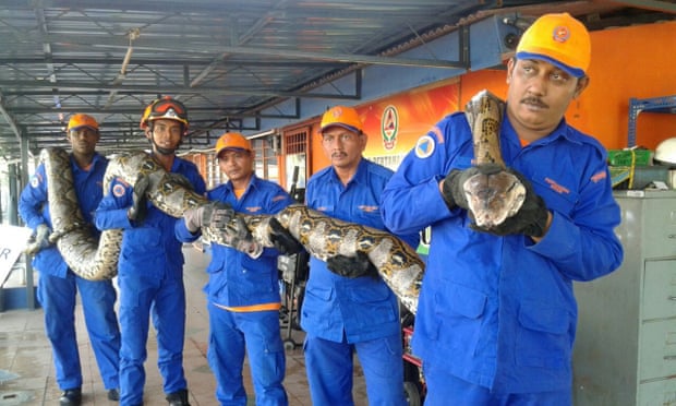 Members of Malaysia’s Civil Defence Force hold a python believed to be 8 metres long and found on Penang island.
