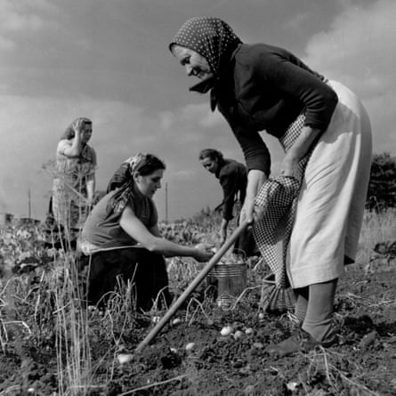 A group of Polish immigrants work at a farm in Gloucestershire in 1955.