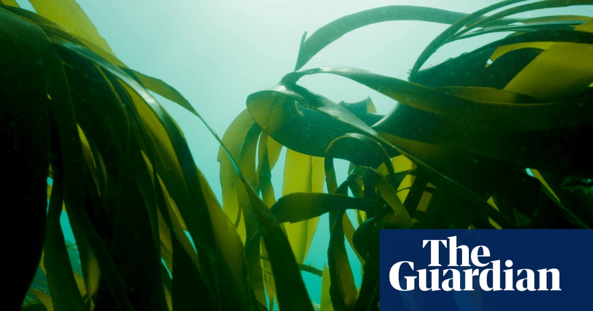 Trawl fishing ban off Sussex coast aims to restore seaweed forests