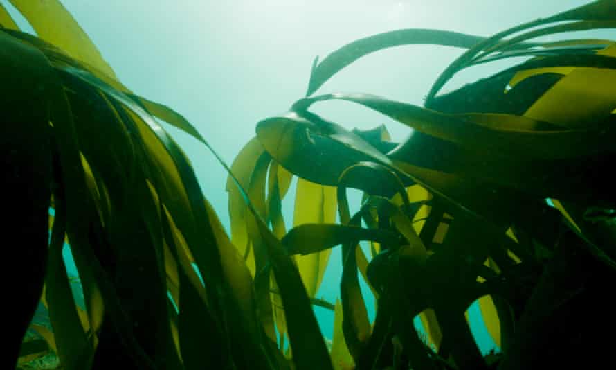 kelp