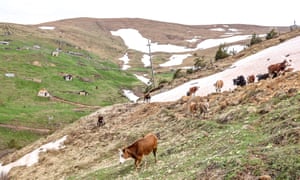 Cows in Limni Lake nature park near Gümüşhane, Turkey