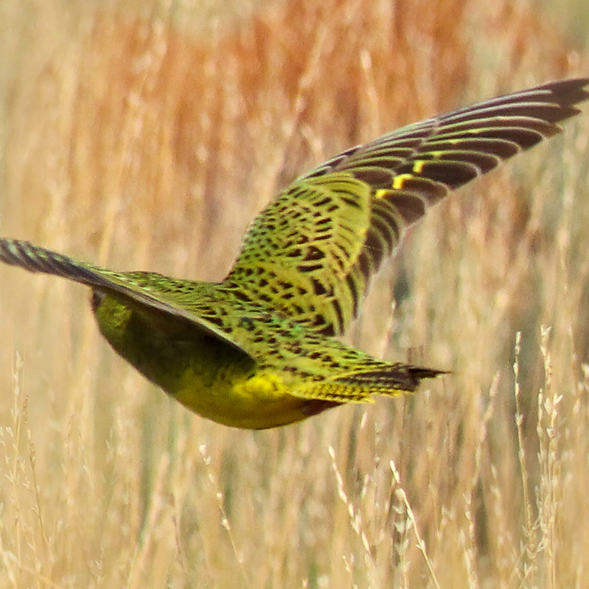 Night Parrot Sighting Confirmed In Western Australia For First Time In 100 Years Birds The Guardian