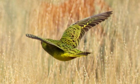 This photo of a rare night parrot, thought to be extinct in Western Australia, was captured in the state’s arid inland region by a team of bird enthusiasts. 